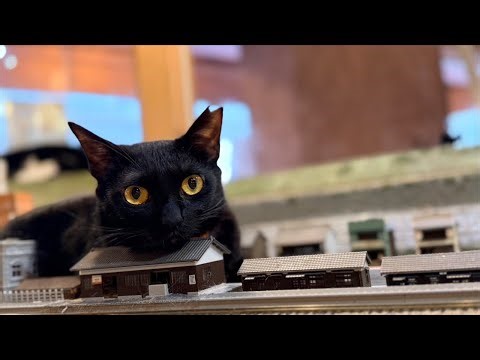 Please support the cats in the diorama via Super Chat.