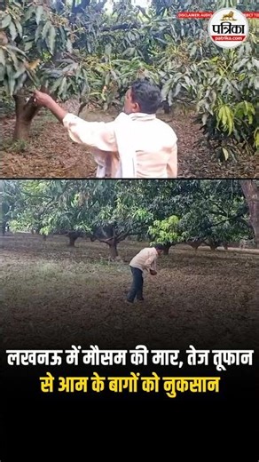 लखनऊ में मौसम की मार, तेज तूफान से आम के बागों को नुकसान | #Lucknow #StormDamage #MangoCrop