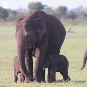Rangers at a nature reserve in Sri Lanka believe they have come across a rare set of twin baby elephants grazing among a herd of elephants. According to National Geographic, only around 1% of elephant births result in twins. | CBS News