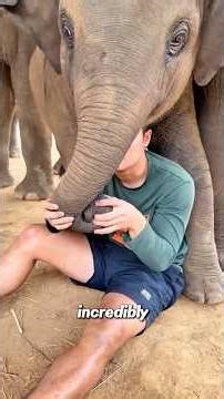 The baby elephant was terrified when it stepped on the watermelon#babyelephant #animals #adoreble
