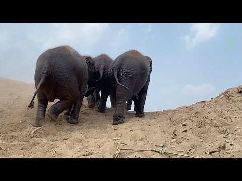 Up the Dune, Down with Joy: Baby Elephants Explore Together - ElephantNews