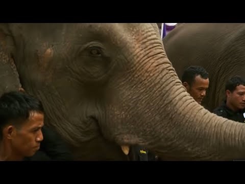 Elephants Released into the Wild | BBC Earth