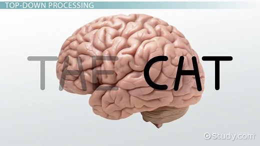 Visual Perception | Definition, Theories & Importance