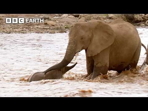 Nature's Harsh Lesson for Young Elephant Leader | Nature's Great Migrations | BBC Earth