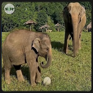 Mama elephant shows her playful baby the joy of smashing pumpkins—[Full story in 𝗰𝗼𝗺𝗺𝗲𝗻𝘁]👇 | I Love Elephants