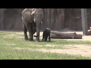 Baby Elephant Tries to Keep Up With Mom
