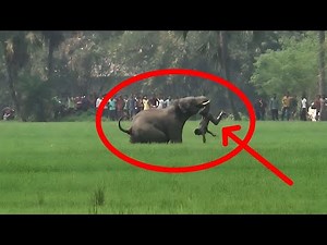 Wild elephant attack. Elephant-human conflict