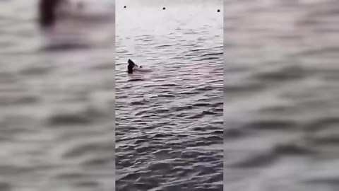 Austrian woman dies in Red Sea shark attack