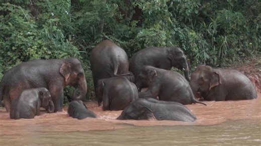 Yunnan's wild Asian elephants thrive amid conservation success