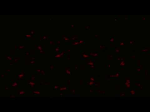 Free Red and Black Motion Background | Free Video Loop