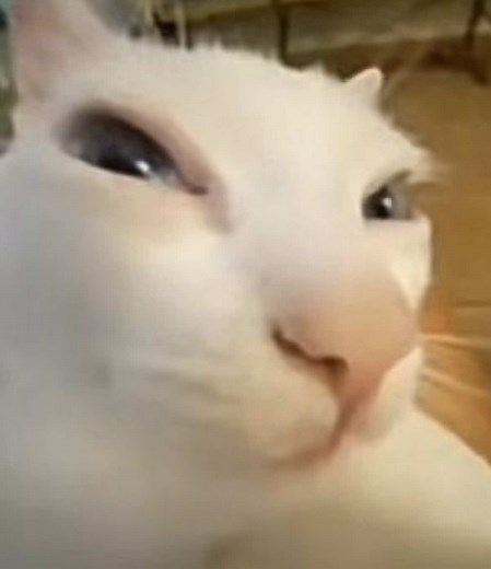 Respondendo a @MEMELL já que pediram, tá aí💋 #vaiprofycaramba #meme