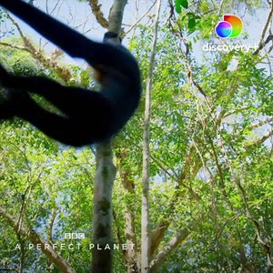 A Perfect Planet, a five-part series narrated by Sir David Attenborough. Streaming January 4 only on discovery . | discovery