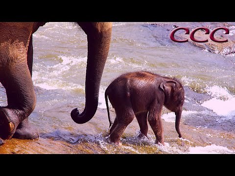 🐘 Can Baby Elephants Walk From Birth? (Part Two) Cutest Moment Ever Caught On Camera!