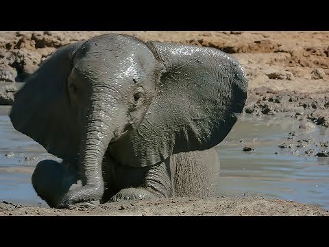 Baby Elephant's Adorable First Bath | BBC Earth