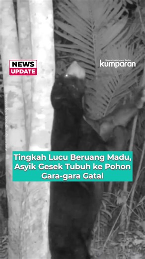 Keberadaan Beruang Madu dan Ancaman Kepunahannya