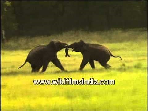 Elephants Fighting