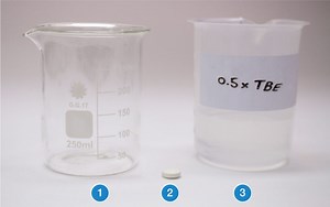 Biotechnology 101 Protocol: Gel Electrophoresis