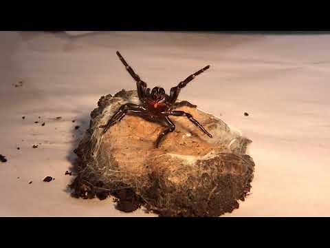 The Australian Funnel-web Spider with Craig Adams