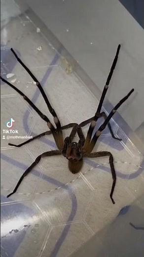 Brazilian WANDERING Spider