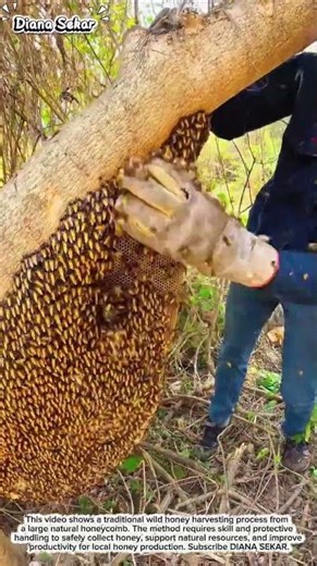 Giant Wild Honeycomb Harvest | Traditional Honey Collection Method