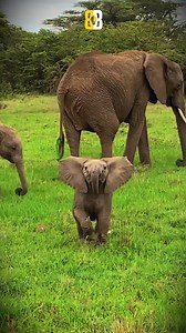 From Clumsy to Mighty – How Baby Elephants Master Their Trunks! #BabyElephant #ElephantTrunk #WildlifeJourney #ClumsyToConfident #ElephantCalf | Buzzing Brain