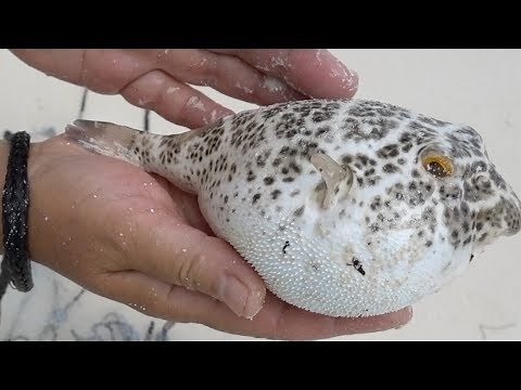Puffer Fish Inflating and Deflating