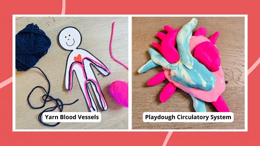 30 Hands-On Heart and Circulatory System Activities for Kids
