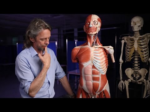 Anatomy of the penis