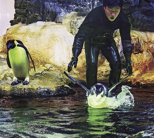 【動画】いざ、水の世界へ　赤ちゃん皇帝ペンギン、和歌山県白浜：紀伊民報AGARA｜和歌山県のニュースサイト