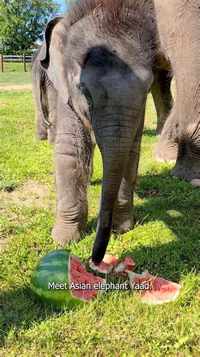 Meet Asian elephant calf Yaad! Yaad and his twin brother were born on October 24, 2022. Elephant twins are incredibly rare, making up less than 1% of elephant births worldwide. He is a little ball of energy who is always playing with something, from branches or browse to his brother! Happy #AsianElephantAwarenessMonth! #TheirTrunksAreInOurHands #AsianElephant #Elephants #Syracusezoo #Syracuse #CNY #OnondagaCounty #OnondagaCountyParks #EleTwins | Rosamond Gifford Zoo