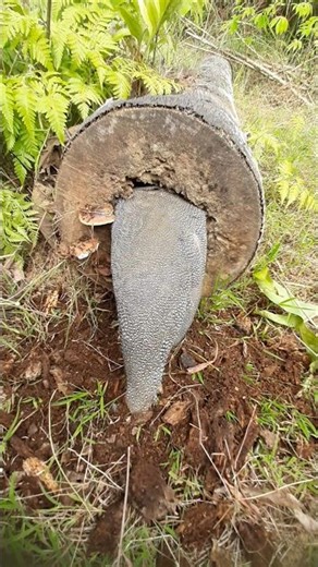 found a big bird in the wood #explore