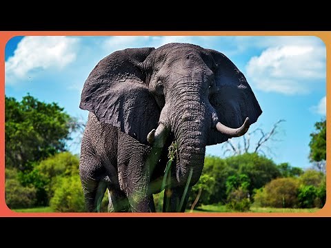 The Elephant That Changed Africa (Wildlife Documentary) | Big Boy | Real Wild