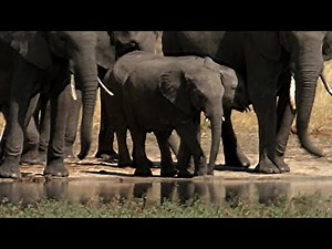 Baby Elephant Meets Thousands of Elephants | The Long Walk Home | BBC Earth