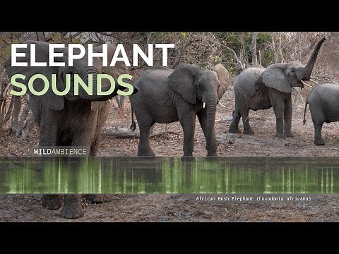 Elephant Sounds - Roars, deep growls & trumpeting sounds