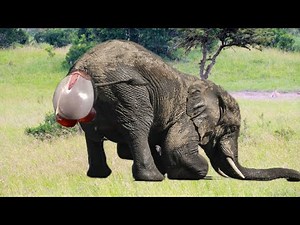 The birth of an Elephant calf in Nature 🐘 Funny Animals Life #Shorts