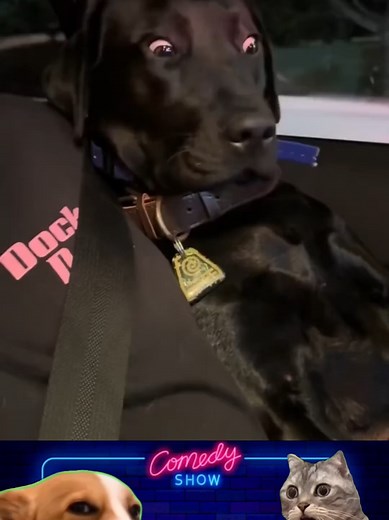 Cats and dogs 😂 comedy non stop #petsoftiktok #dogsandcats #fyppp #poutoii #cat