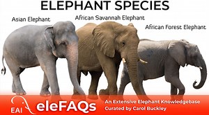 Elephant Facts - Elephant Aid International