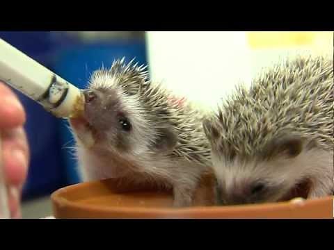 Cutest Baby Hedgehogs Ever - Cincinnati Zoo