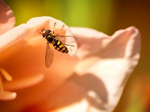 Best Pest Control San Antonio | San Antonio Pest Control