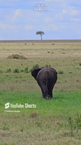 Majestic African Savanna Elephants In Stunning Wilderness