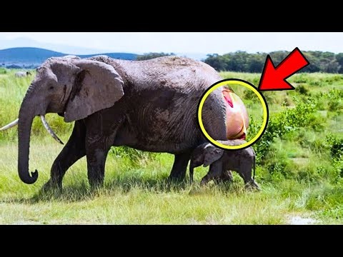 Elephant Gave Birth And Couldn’t Stop Crying – Staff Were Shocked When They Saw The Baby!