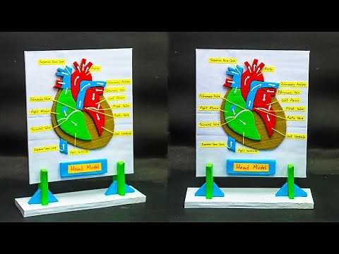 School Science Projects | Heart Working Model