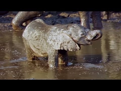Elephants Empire 🐘- Baby Elephant | Elephant Documentary | Natural History Channel