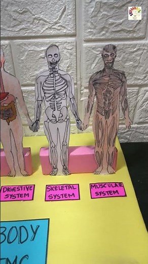 Human Body Systems 2D model | Organ systems model | Organ system | Science Project Exhibition model