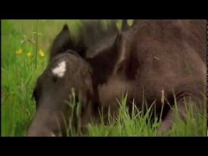 Black Beauty - Film Trailer -