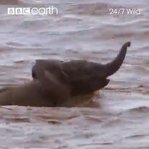 An elephant family is crossing a river, but the currents are too strong and the calves risk getting swept away. | BBC Earth
