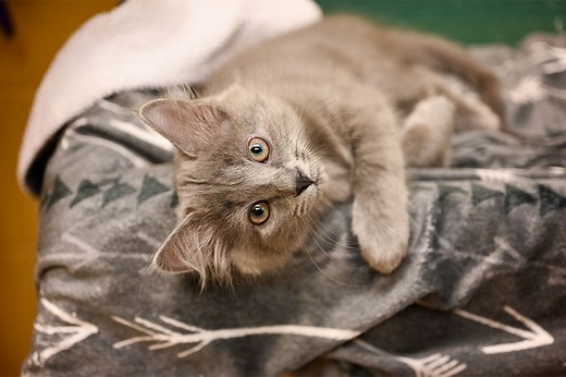 About Us | Asheville Humane Society