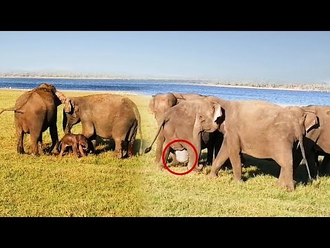 Incredible Moment! Elephant Gives Birth in the Wild | Watch the herd's touching reaction!😍
