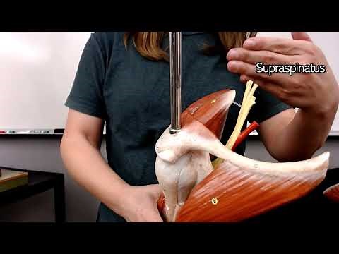 Shoulder Muscles with Actions (glenohumeral joint)