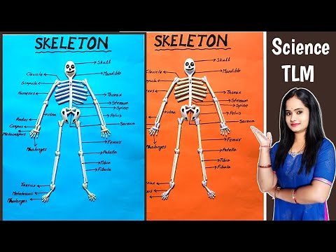 Skeleton Project | How To Make Skeleton Project | Science TLM | School Project |